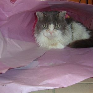 Meet your Posher, Ethel